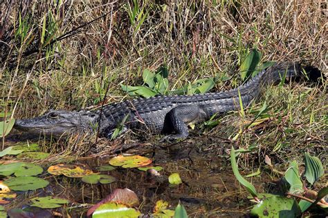 Okefenokee Swamp - Students | Britannica Kids | Homework Help