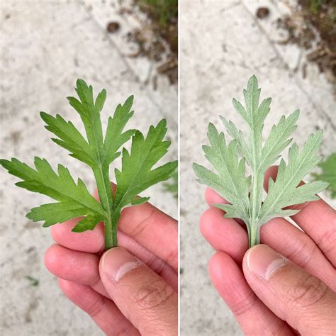 Mugwort — The wild edible and recipes | Recipe | Wild edibles, Edible wild plants, Edible plants