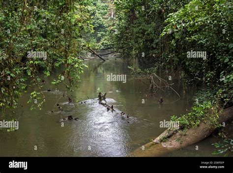 Sarawak tropical rainforest hi-res stock photography and images - Alamy