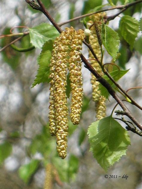 Tree Seed Identification Chart | Tree Seeds Identification http://www ...