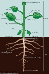 Angiosperms: Features, Classification, Reproduction, Videos, Examples