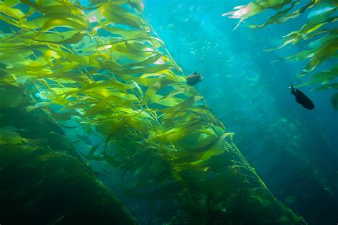 Kelp Forest – South Florida Underwater Photography Society