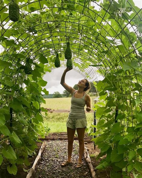 Gourd Trellis - DIY