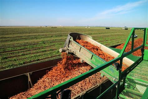 Watch: harvest with the biggest carrot producers in the world - 28 December 2018 Premium