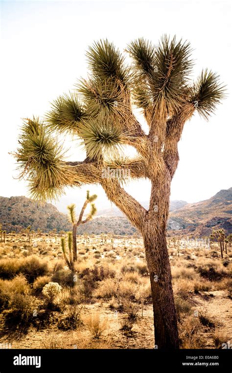 Hidden Valley, Joshua Tree NP, California, USA Stock Photo - Alamy