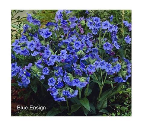 Pulmonaria.....Perennial; Zone(s): USDA hardiness zones 5 thru 9; partial sun shade to shade ...