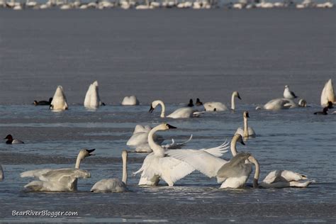 The Tundra Swan Migration Is In Full Swing – Bear River Blogger