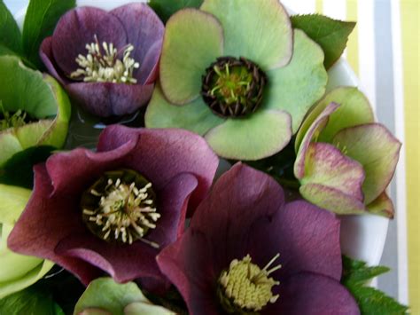 I LOVE hellebore... Color variations are amazing! Winter Flowers, Sense Of Place, Seasonal ...