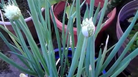 Green Onions Starting To Flower | Best Flower Site