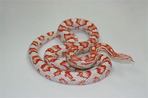 10 More Colourful Corn Snake Morphs - ReptileWorldFacts | Corn snake ...