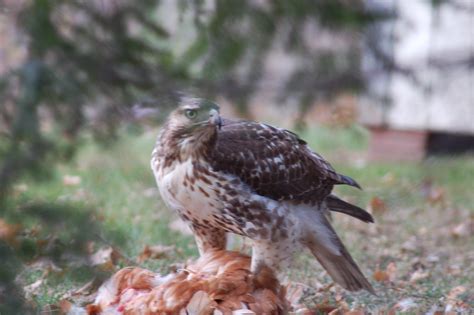 Hawk eating Chicken | The hawk that stole my chicken | Colin Britton ...