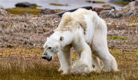 Oso polar, ¿en peligro de extinción? 🐻 - Chismes Today