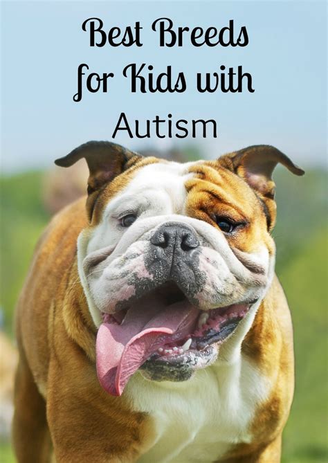 Best Dogs for Kids with Autism- DogVills