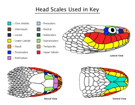 Snake Head Scale Diagram | Handy Herp Help | Pinterest | Reptiles and Animal