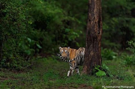 TIGER RESERVES and Project Tiger in INDIA - IndianWildography