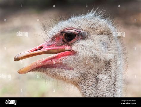 ostrich portrait large flightless bird from africa Stock Photo - Alamy