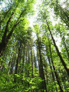 Niagara Falls Hiking Trail - Oregon | Niagara Falls Hiking T… | Flickr