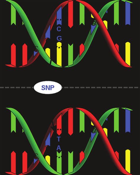 A single-nucleotide polymorphism (SNP) is a DNA sequence variation that ...