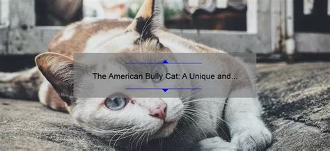 The American Bully Cat: A Unique and Fascinating Feline Breed ...