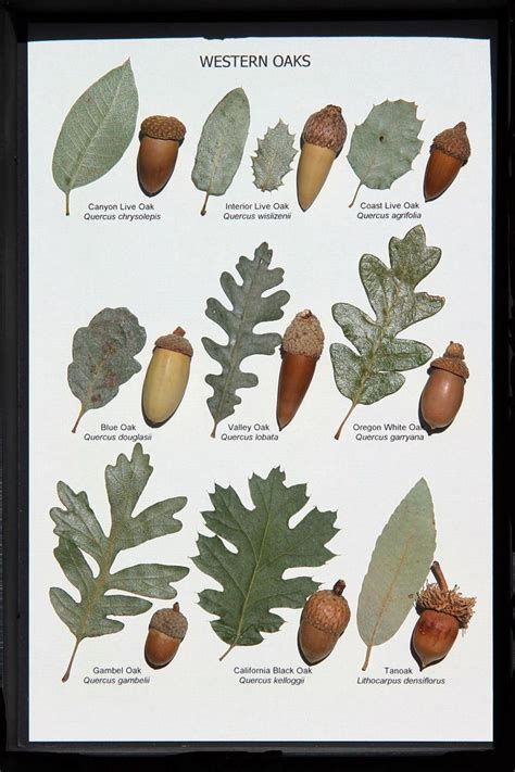 #bedroomplants | Tree leaf identification, Leaf identification, Tree ...