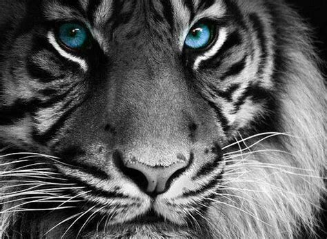 Blue eyed white tiger | Cute animals, Tiger pictures, Animals beautiful