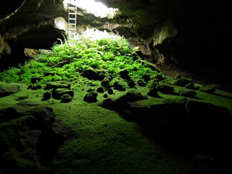 Fern Cave | Not only ferns but mosses grow underground in th… | Flickr