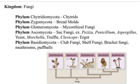 Class 4: Fungi Flashcards | Quizlet