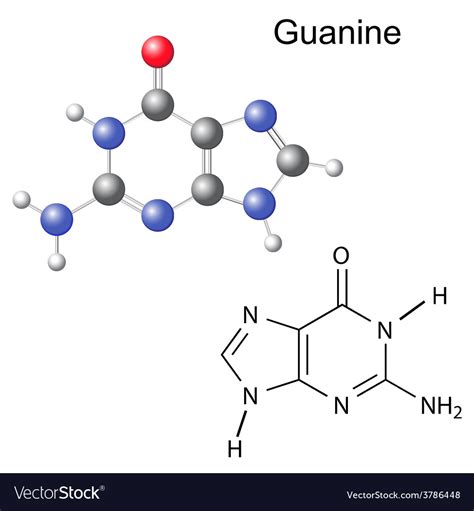 Chemical structural formula and model of guanine Vector Image