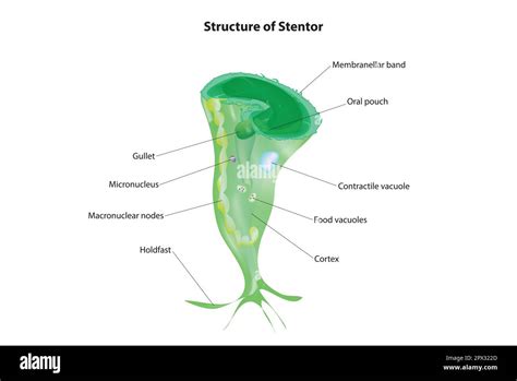 Labelled stentor diagram hi-res stock photography and images - Alamy