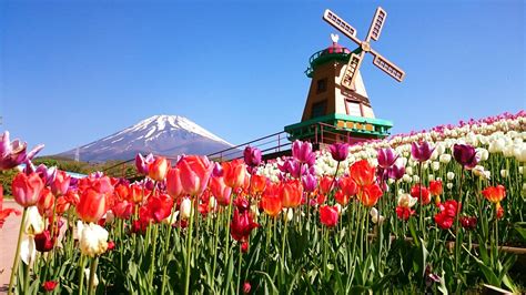 200,000 colourful tulips set against Mount Fuji backdrop in Japan from Apr. 20 to May 26, 2019 ...