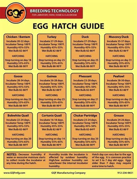 Hatching Eggs In An Incubator Instructions