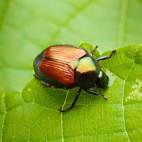 Japanese Beetles - O'Reilly Tree Experts