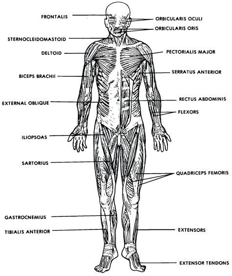 Muscular System Worksheet — db-excel.com