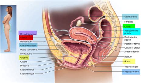 Uterus - Anatomy,Function, Inverted, Tipped & Transplantation