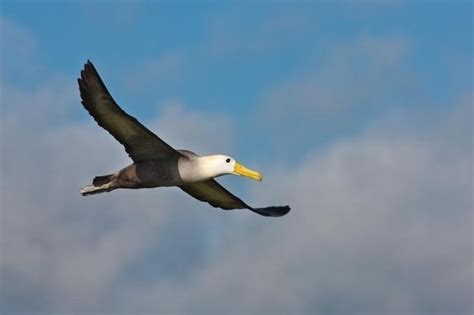 Waved Albatross – "OCEAN TREASURES" Memorial Library