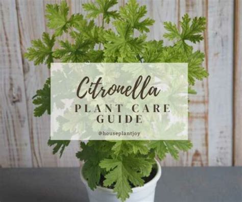 Citronella Plant Care Guide - HouseplantJoy.com