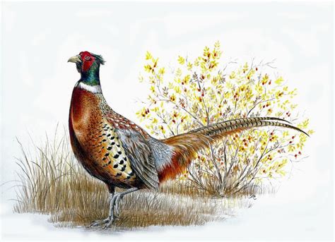 Ring-necked Pheasant by WanderingAlbatross on DeviantArt | Autumn colors art, Flower prints art ...