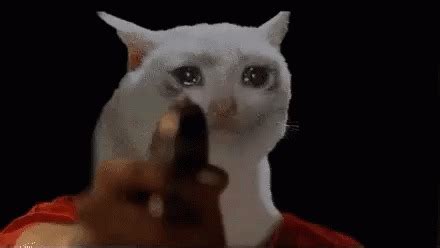 cat pointing gun at you Blank Template - Imgflip