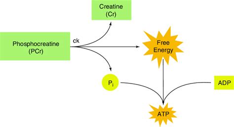 Phosphocreatine System