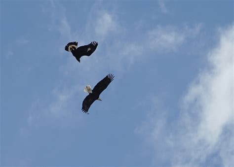 Golden Eagle vs. Bald Eagle Photograph by Bill Gabbert