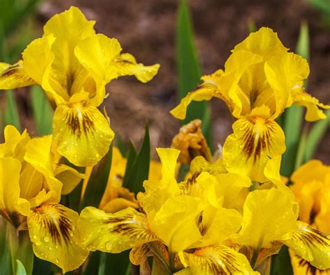 Best bearded iris varieties: 12 stunning types to try | Homes & Gardens