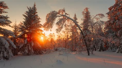 Russian winter forest from a fairy tale · Russia Travel Blog