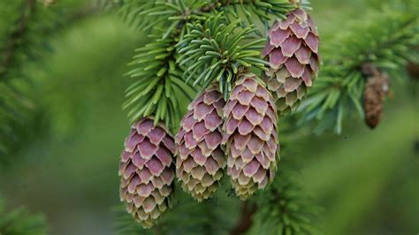 Sitka Spruce (Picea sitchensis) - British Trees - Woodland Trust