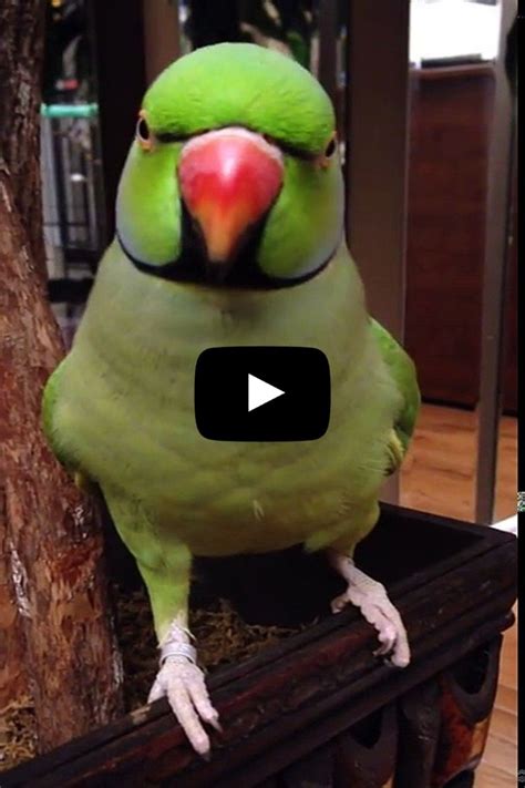 Cute Gif, Funny Cute, Talking Parrots, Funny Parrots, African Grey Parrot, Cute Wild Animals ...