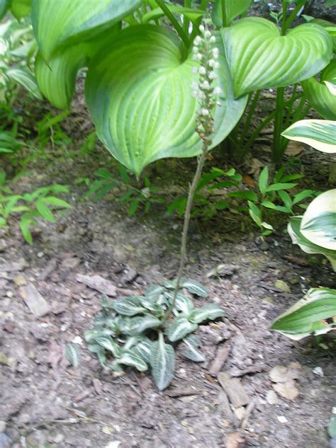 Franklin County (PA) Gardeners: Native Jewel Orchid