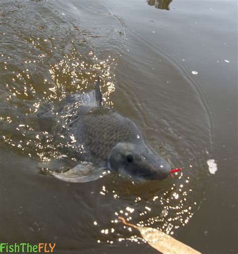 Fly Fishing For The Orange River Mudfish On Fly