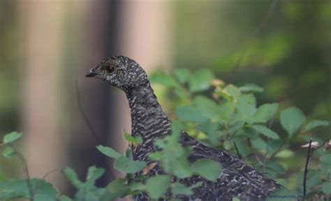 The Complete Grand Teton Wildlife Viewing Guide