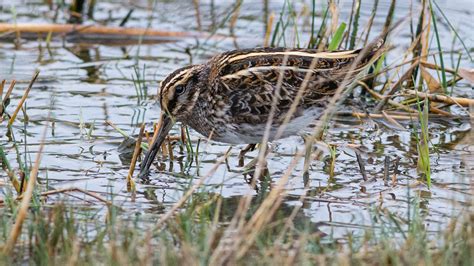 Jack Snipe - Lymnocryptes minimus | At Spurn Point National … | Flickr