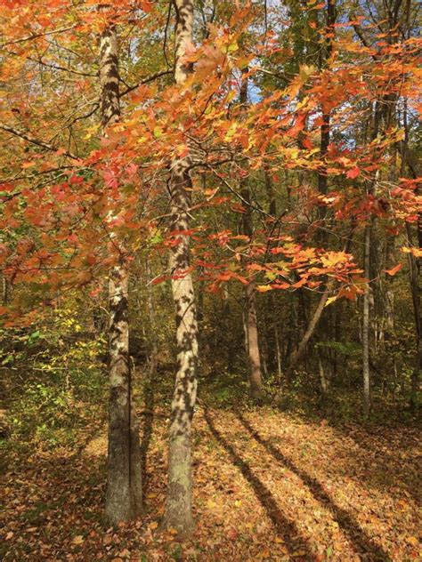 Fall Fishing in Shenandoah National Park – Brook Trout Fishing Guide