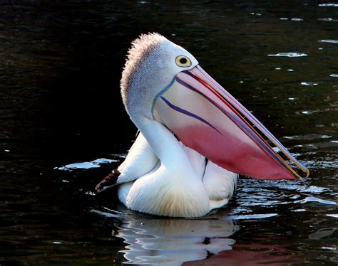 Pelican portrait. (Pelecanus conspicillatus) | The pelican i… | Flickr